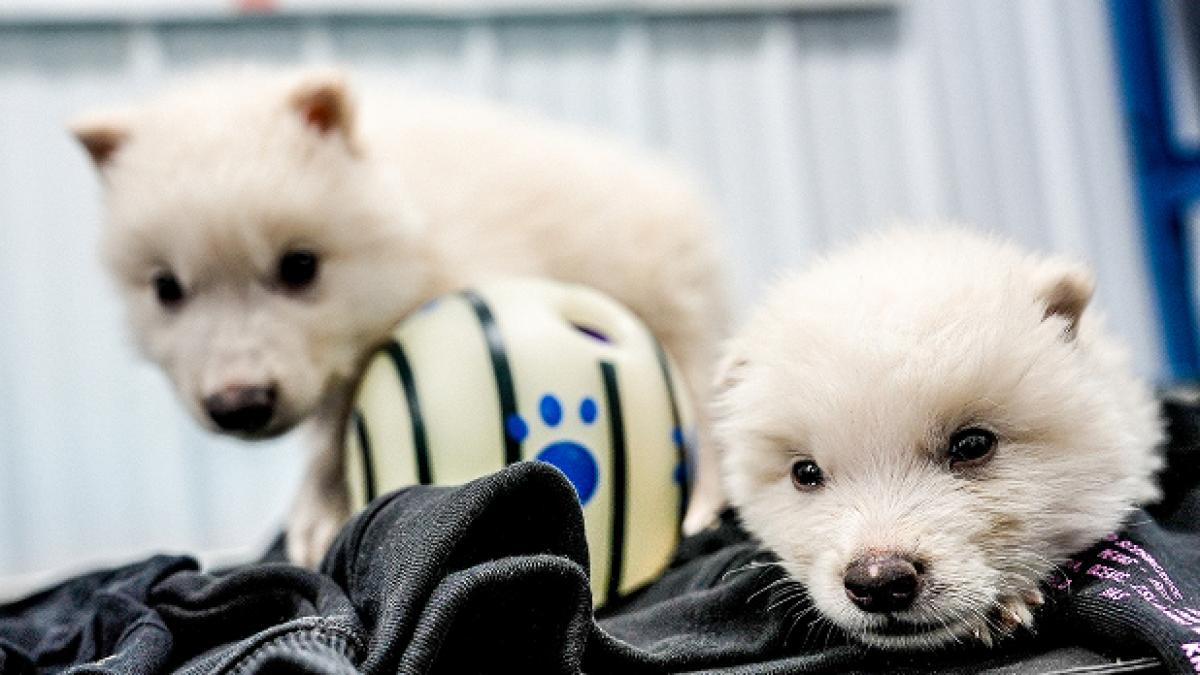 lupi creati de compania Colossal Bioscience