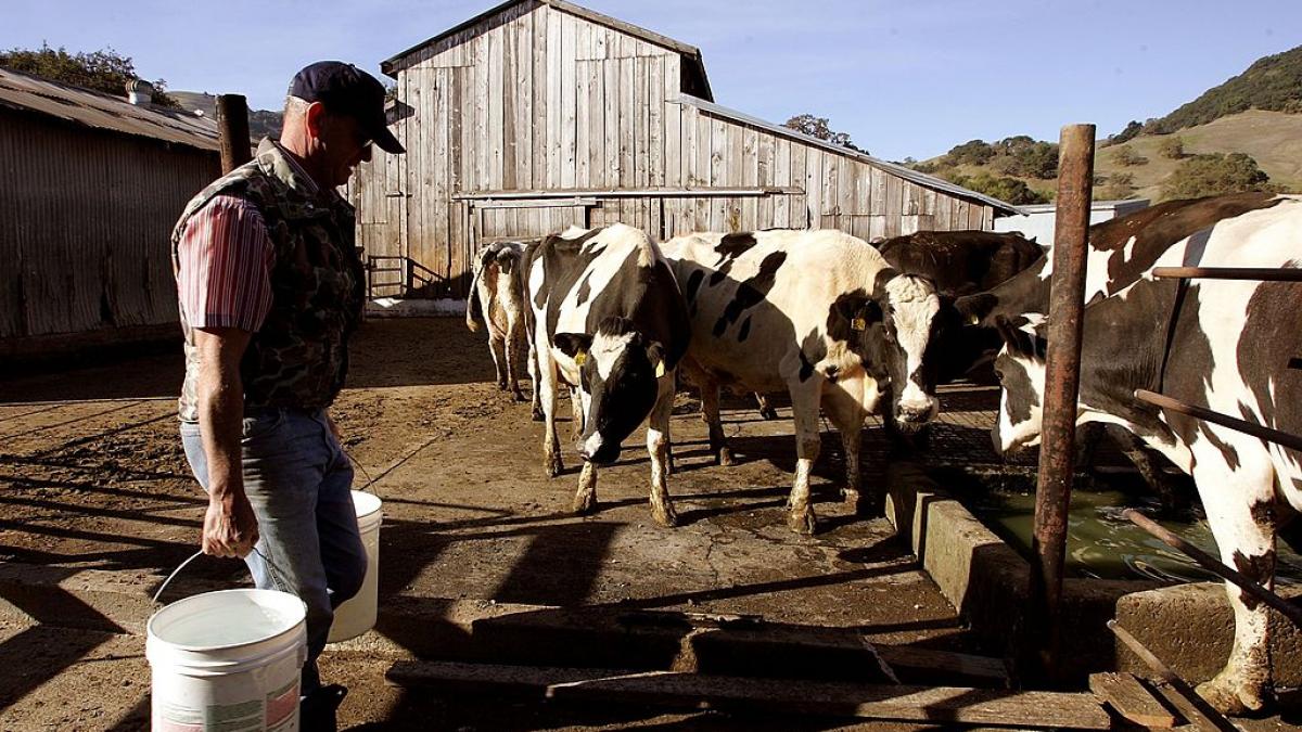 micii fermieri cer explicatii de ce pretul laptelui se tripleaza pana ajunge la raft multi renunta la afacere iar importurile cresc