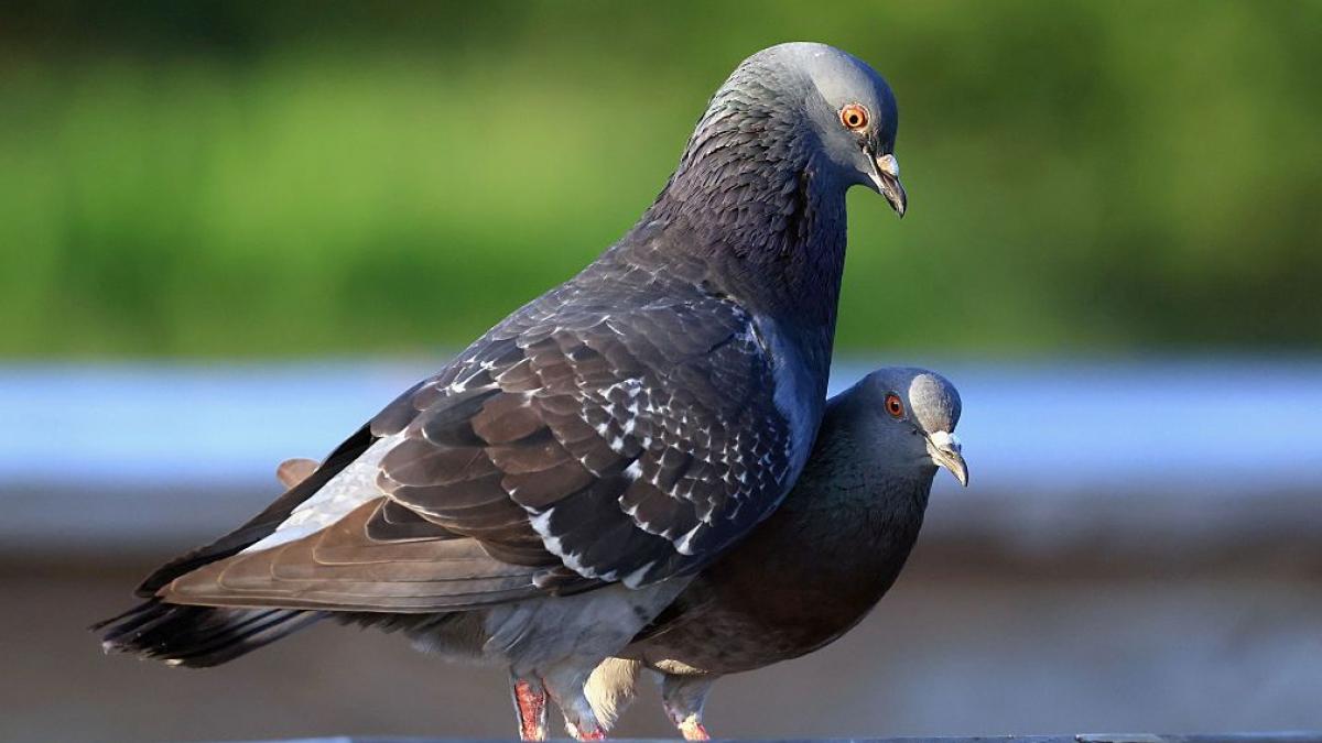 niste romani care au furat din belgia 170 de porumbei trebuie sa plateasca acum despagubiri de jumatate de milion de euro