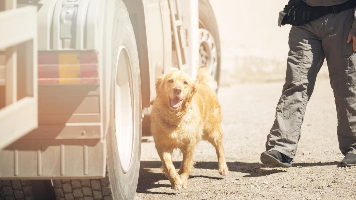 sofer roman arestat in italia dupa ce cainele politiei a gasit incarcatura ilegala oficial transporta ingrasaminte