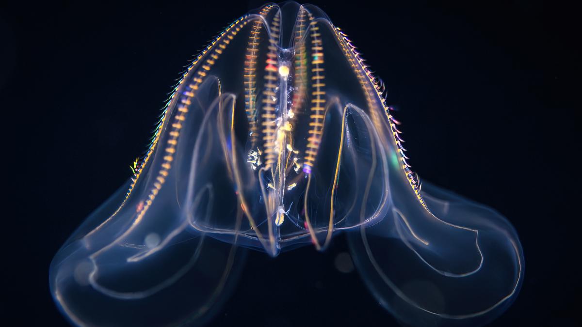 specii marine agresive distrug echilibrul ecosistemului de la venetia si provoaca o criza importanta in traditiile culinare din zona