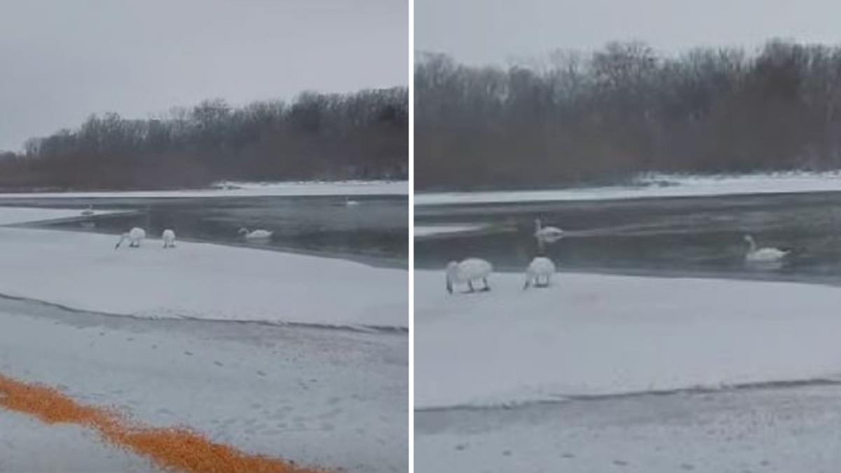 zeci de lebede care ierneaza pe malul prutului hranite de localnici cu boabe de porumb