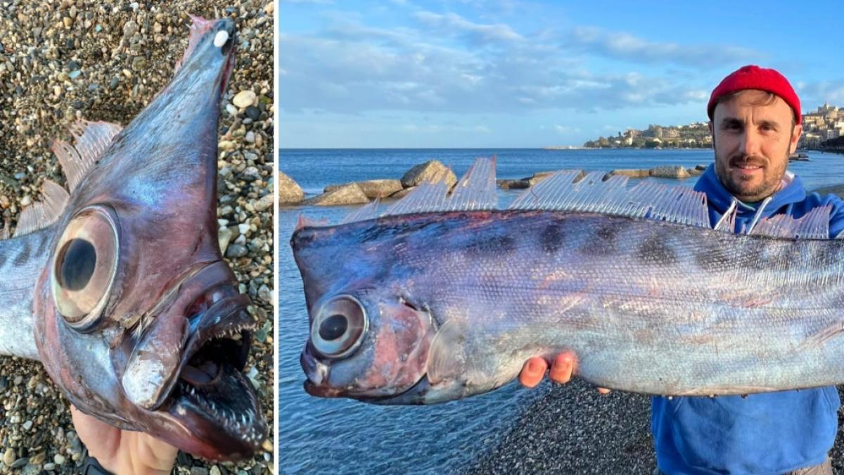 supranumit unicornul marilor un peste rar a fost gasit esuat pe o plaja din italia pare desprins dintr o poveste mitologica