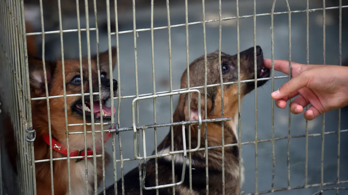 peste 70 de caini relocati de la un adapost din vrancea dupa deschiderea unui dosar penal pentru uciderea si schingiuirea animalelor