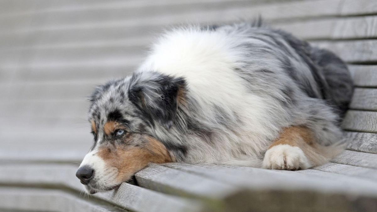 caine ciobănesc australian