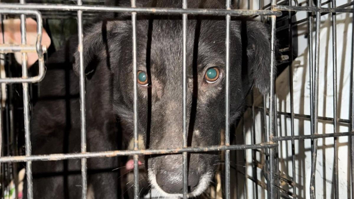 poza-adapost de caini-suraia-vrancea- 