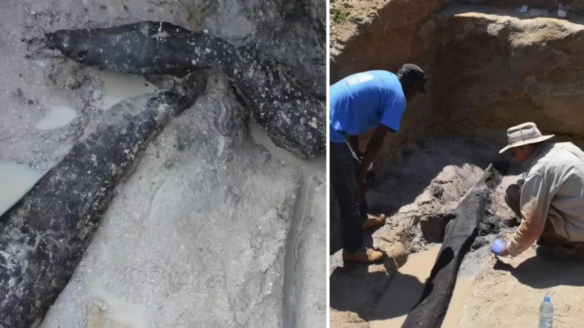 colaj 2 poze in care apare cea mai veche structură din lemn descoperită vreodată, datând de aproape 500.000 de ani, care a fost extrasă de arheologi din albia unui râu din Zambia în 2019
