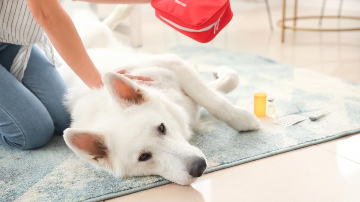 caine intins pe covor