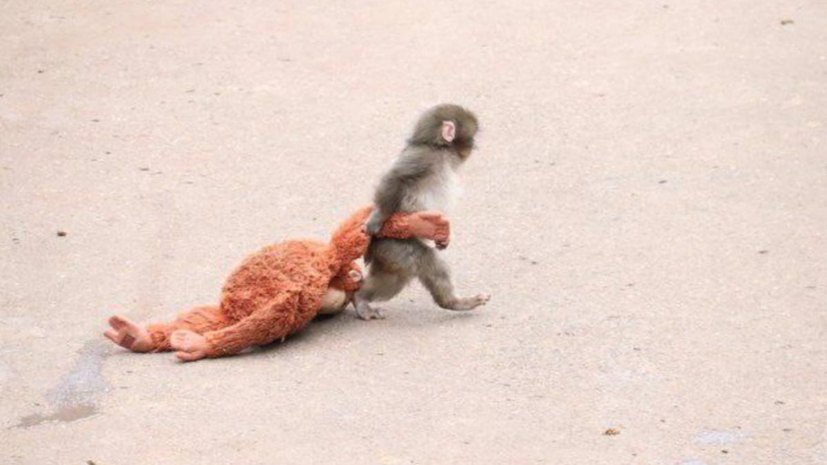 pui de maimuta cu jucarie de plus