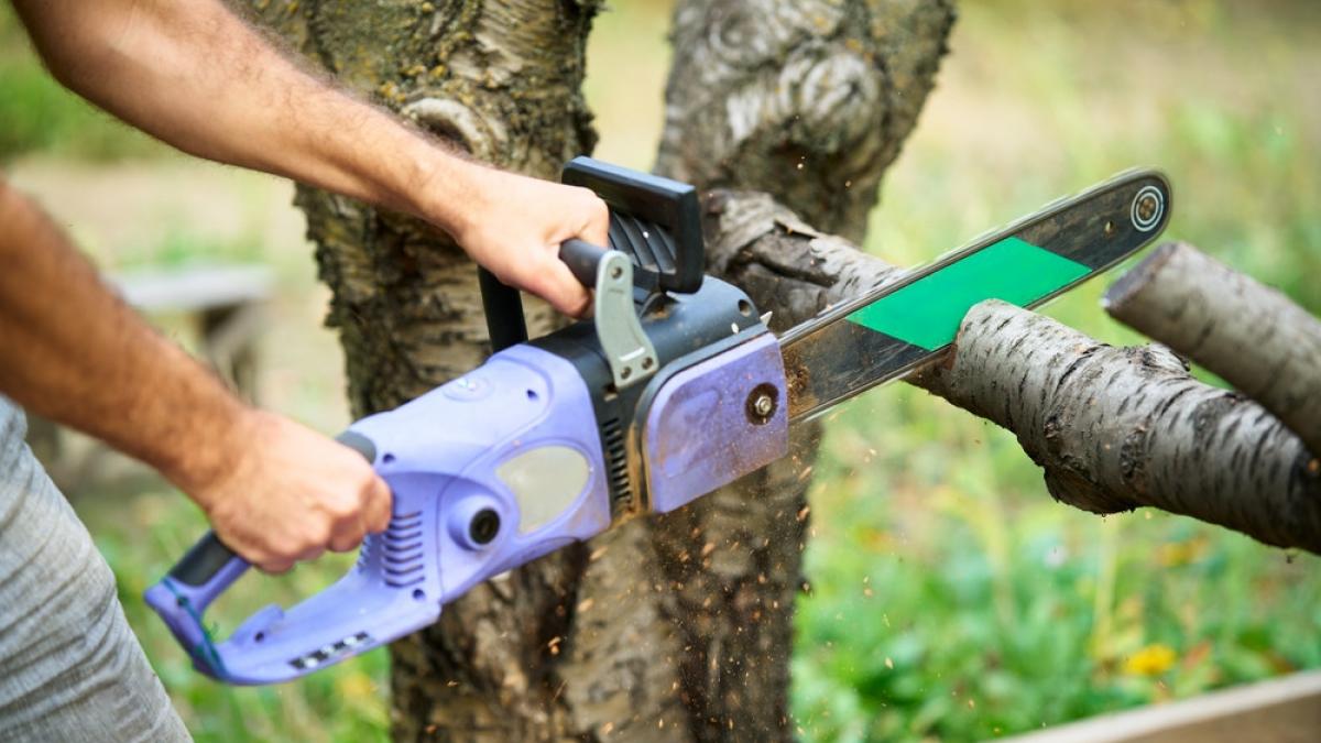 drujba taiere crengi