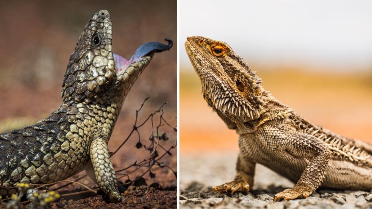 colaj 2 poze in care apar o şopârlă cu limbă albastră (Tiliqua rugosa) şi dragonul bărbos