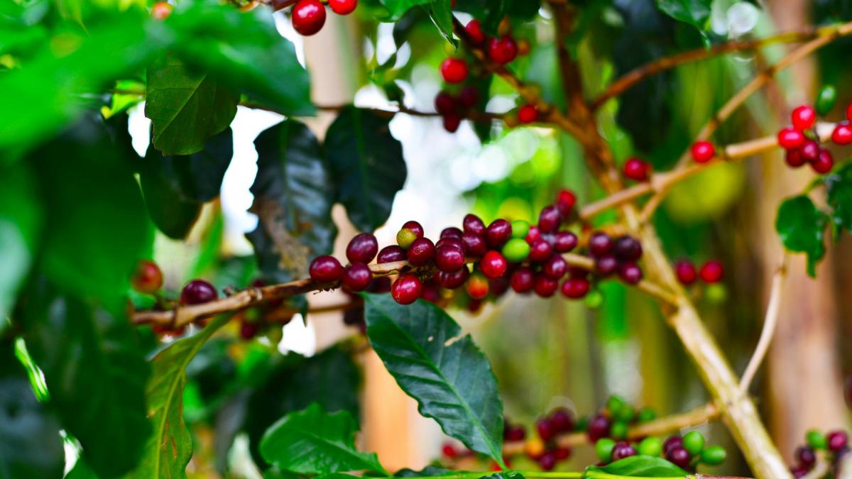 boabe de cafea verzi