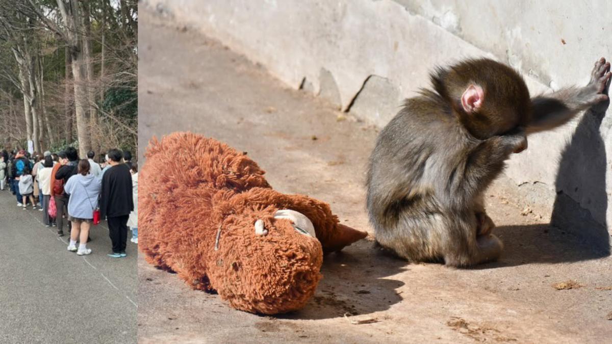 maimutica pui macac orfan punch japonia abandonat mama adoptata urangutan jucarie plus