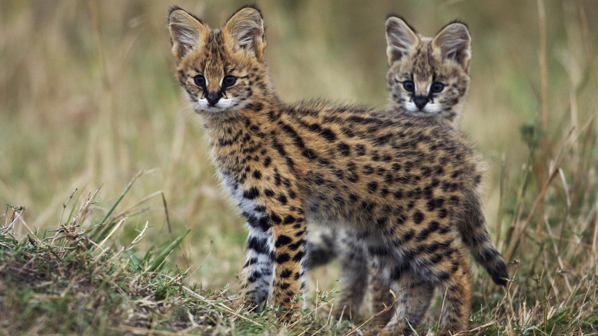 doi servali, feline din Africa