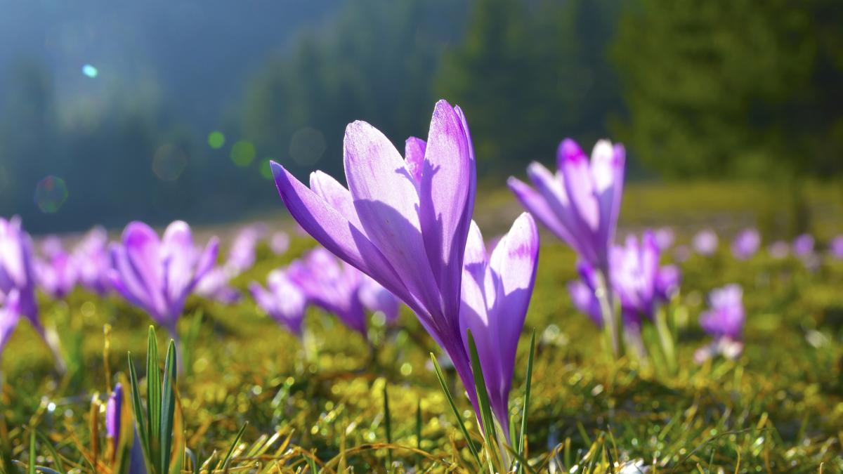 prognoza meteo pana pe 8 martie temperaturile urca pana la 16 grade in unele zone unde si cand va ploua