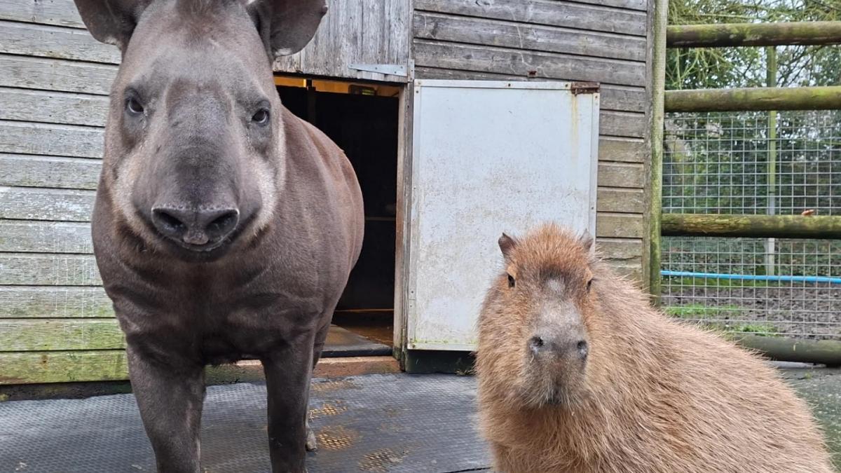 capibara si tapir