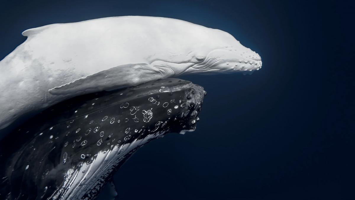 pui de balena alba cu mama lui