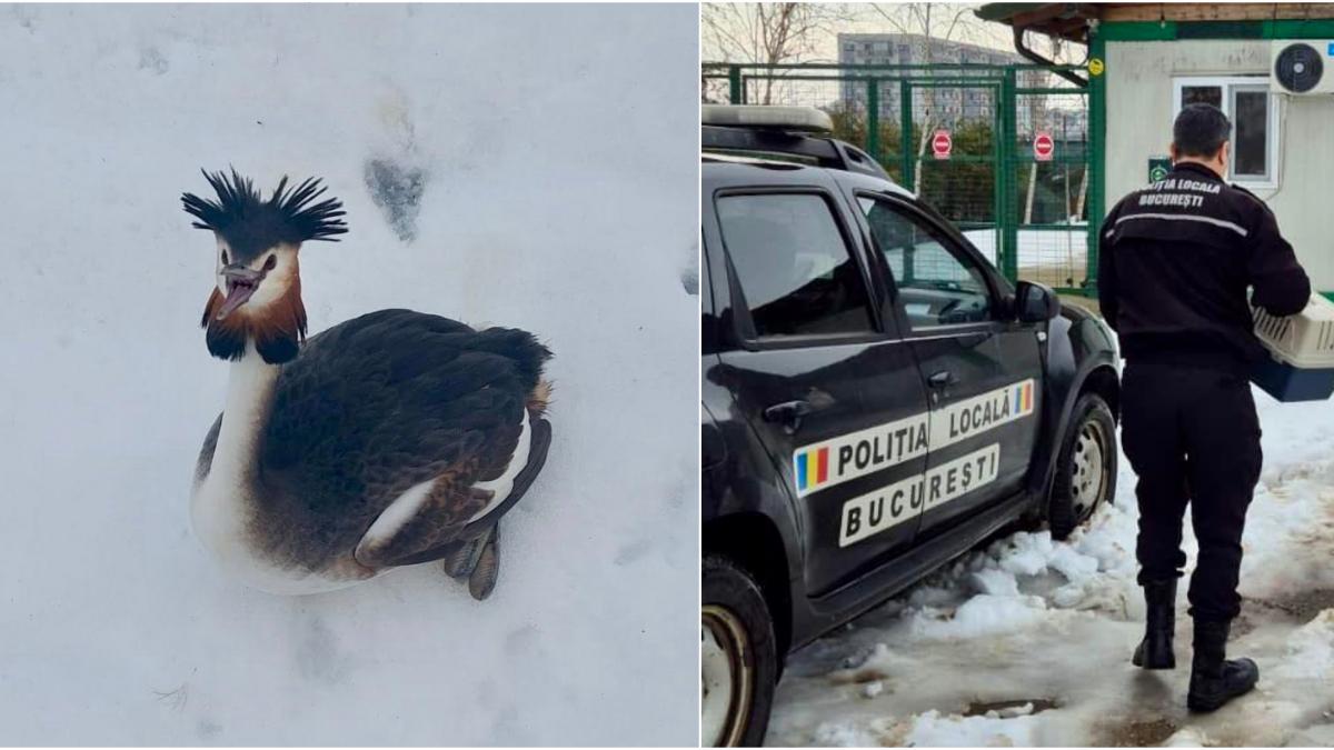 o pasare spectaculoasa din delta vacaresti dintr o specie protejata a fost salvata dupa ce a ramas blocata in zapada