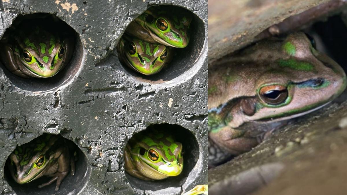 cursa contra cronometru pentru salvarea amfibienilor de la cea mai grava boala care a afectat vreodata biodiversitatea