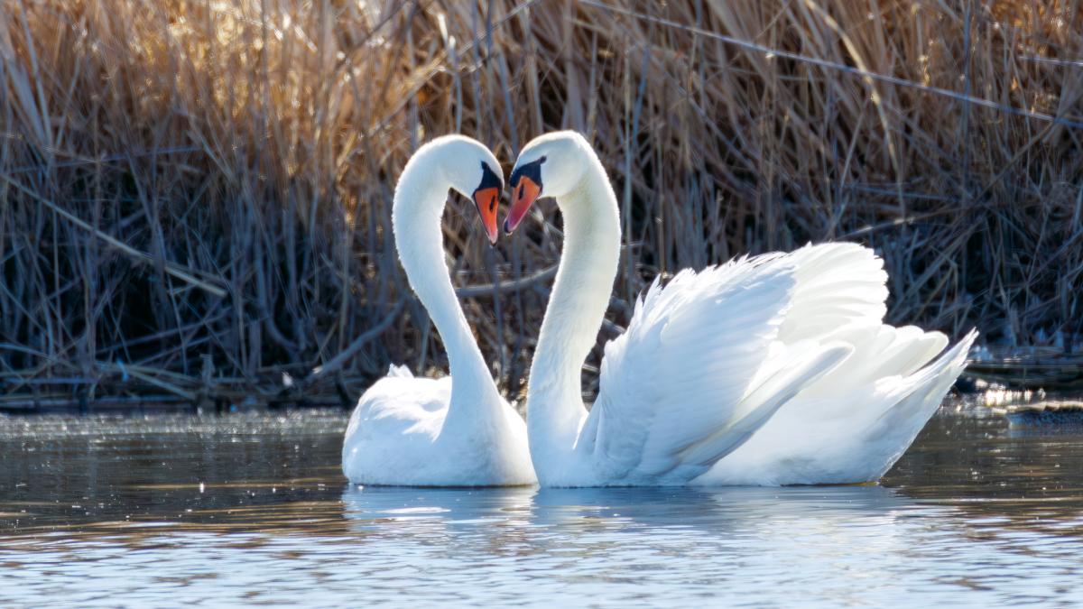 focar de gripa aviara in judetul cluj doua lebede au fost gasite moarte in zona lacului de acumulare gilau somesu rece
