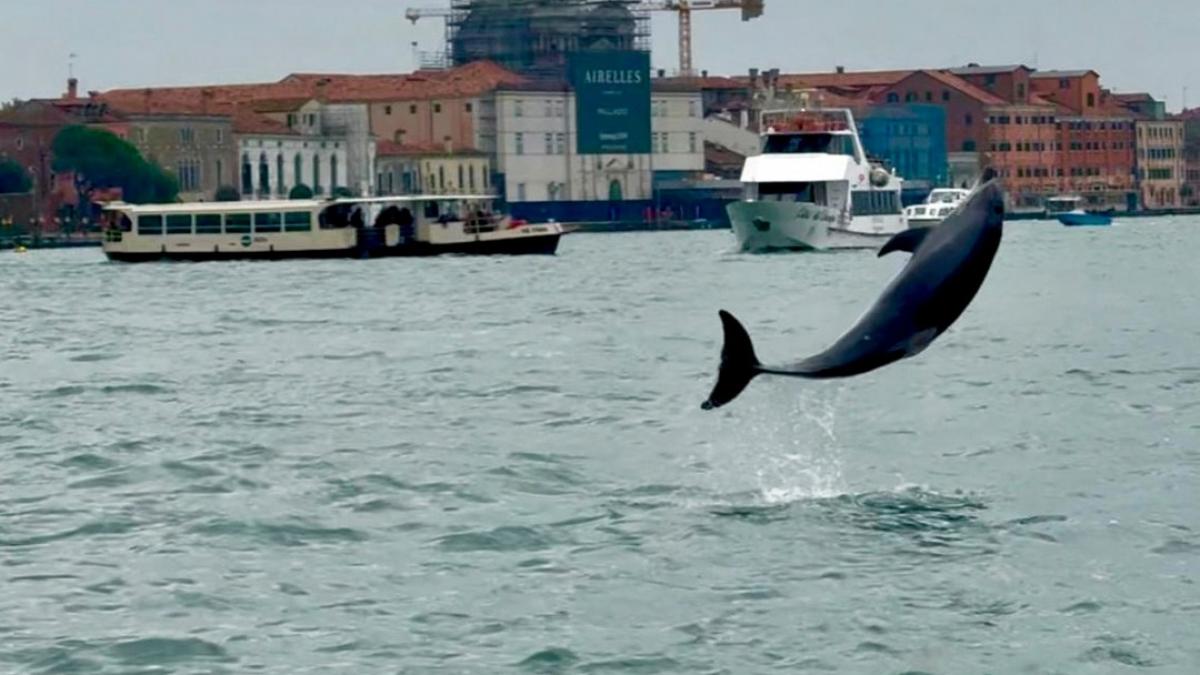 delfin in venetia