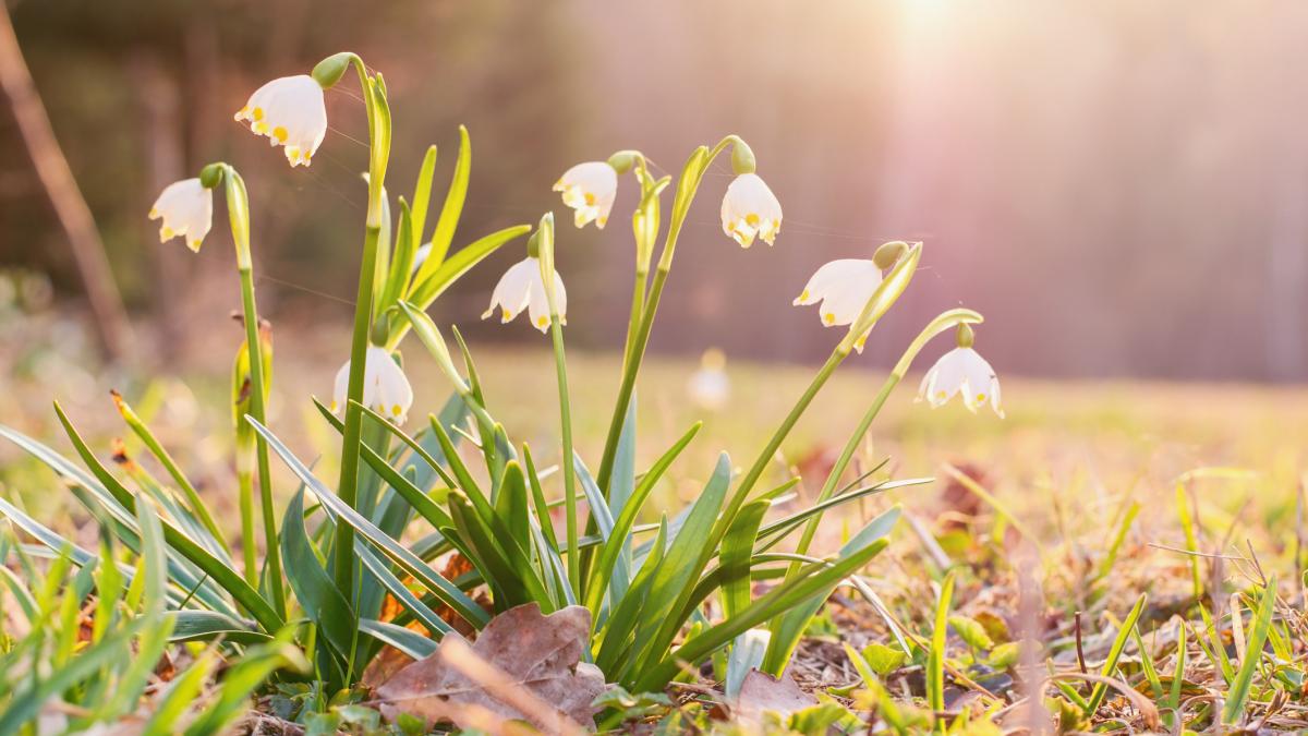 vine primavara saptamana viitoare vor fi temperaturi de 18 grade