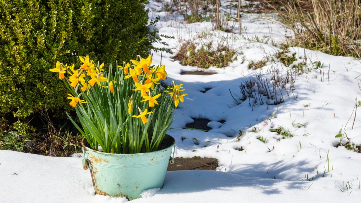 primavara incepe cu soare si zile calde chiar din primul weekend de martie anm anunta prognoza de martisor 2026 pentru toata tara