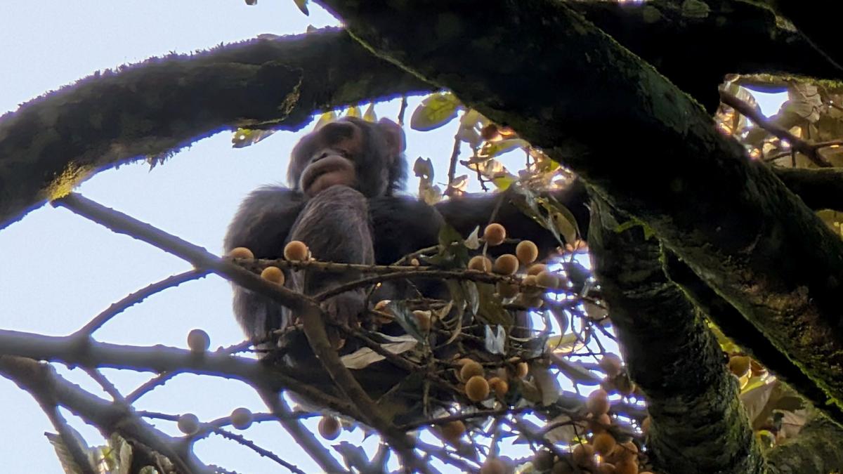 o maimuta catarata in copac mananca fructe