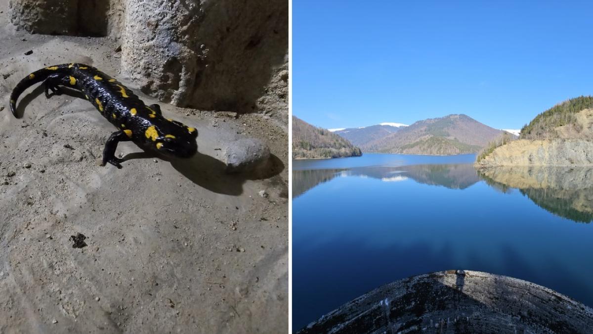 colaj 2 poze pentru o salamandră care a petrecut iarna în galeriile barajului Râușor a ieșit din hibernare