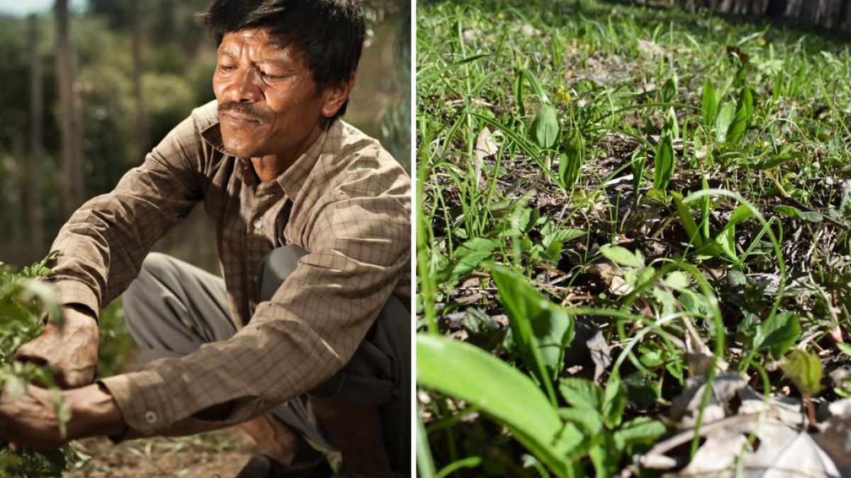 un fermier pierde 1 000 de euro pe zi pentru ca un angajat nepalez nu primeste viza