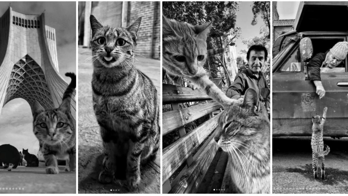 colaj 4 poze in care apar pisici din Teheran, imortalizate de fotograful iranian Akbar Mehrinezhad 