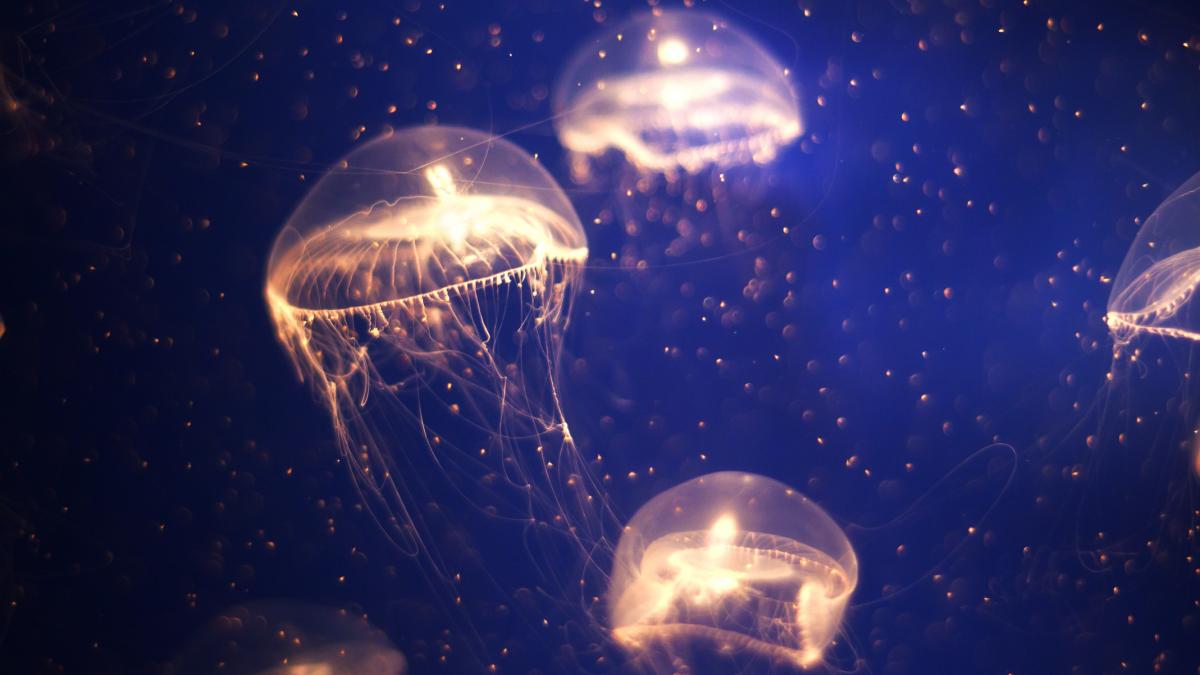 nasa a trimis peste 2 000 de pui de meduze in spatiu zeci de mii s au intors pe pamant