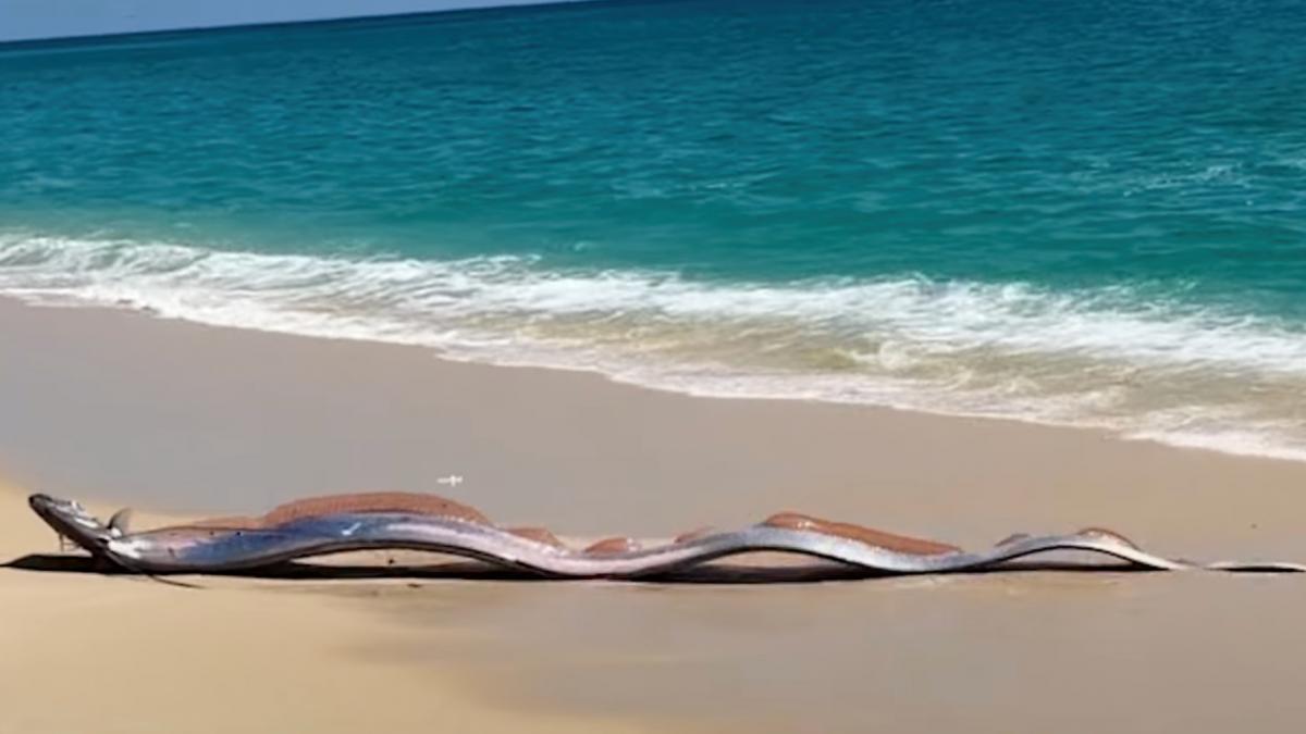 dupa ce doi pesti ai apocalipsei au esuat simultan in fata a doua turiste americane cresc temerile privind un dezastru iminent