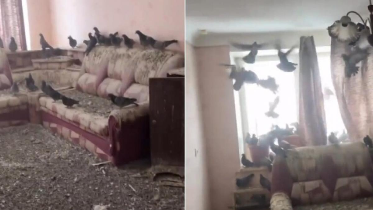 colaj cu porumbei in apartament