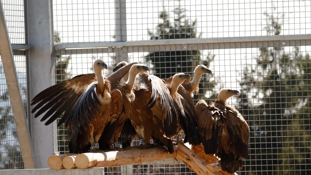 vulturii suri revin in romania dupa 70 de ani imagini cu primele 25 de pasari care au ajuns in masivul fagaras