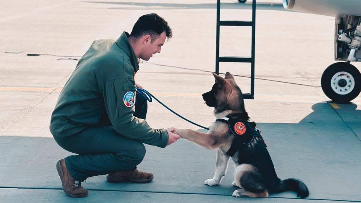 tragedie in aviatia romana un pilot de f 16 a murit inecat in timp ce incerca sa salveze un caine cazut intr un bazin cu apa