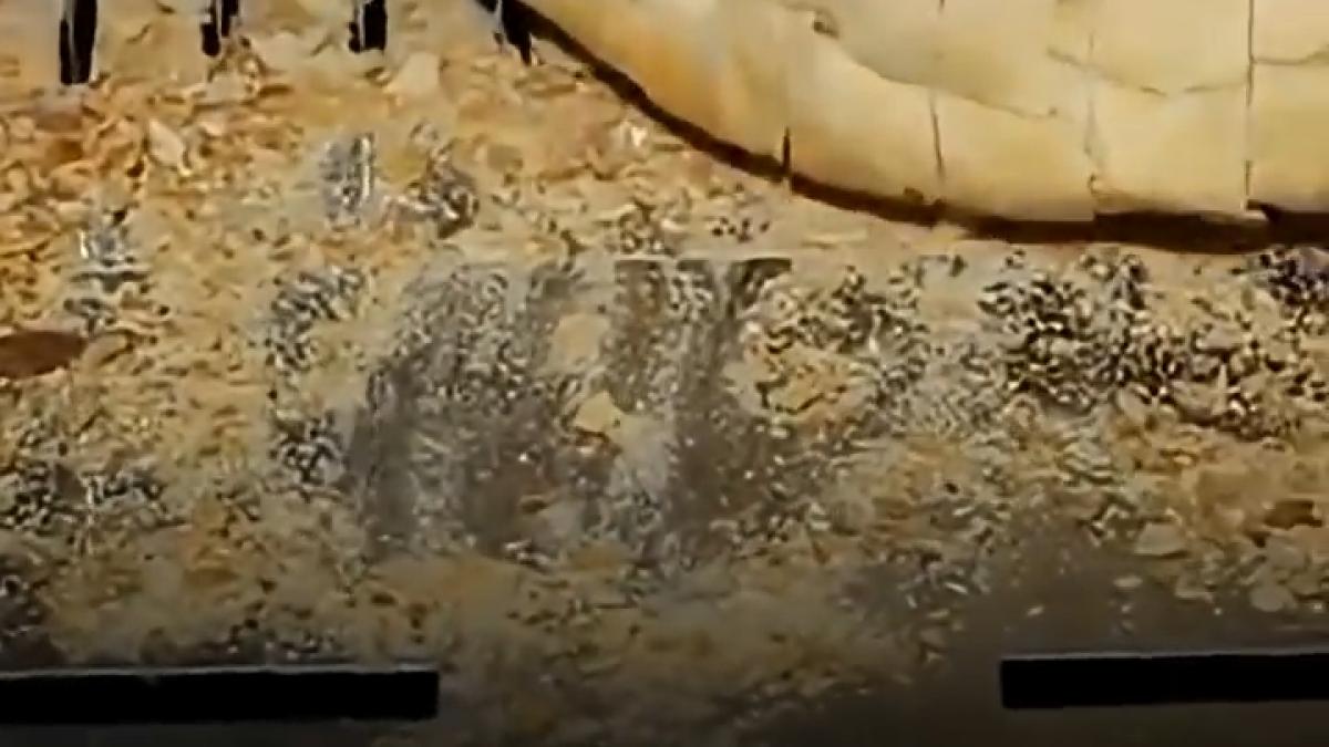 razboiul scumpeste painea pretul graului a explodat la nivel mondial