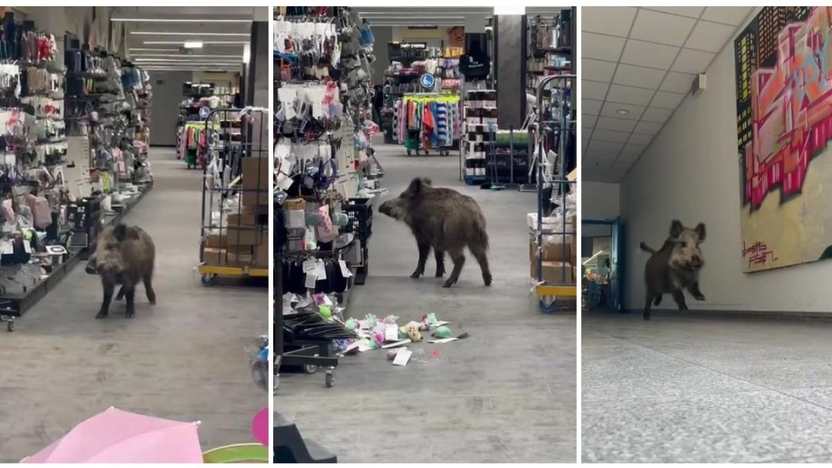 un mistret a intrat intr un mall din berlin si a inspectat mai multe produse musafirul nepoftit a fost prins dupa 3 ore