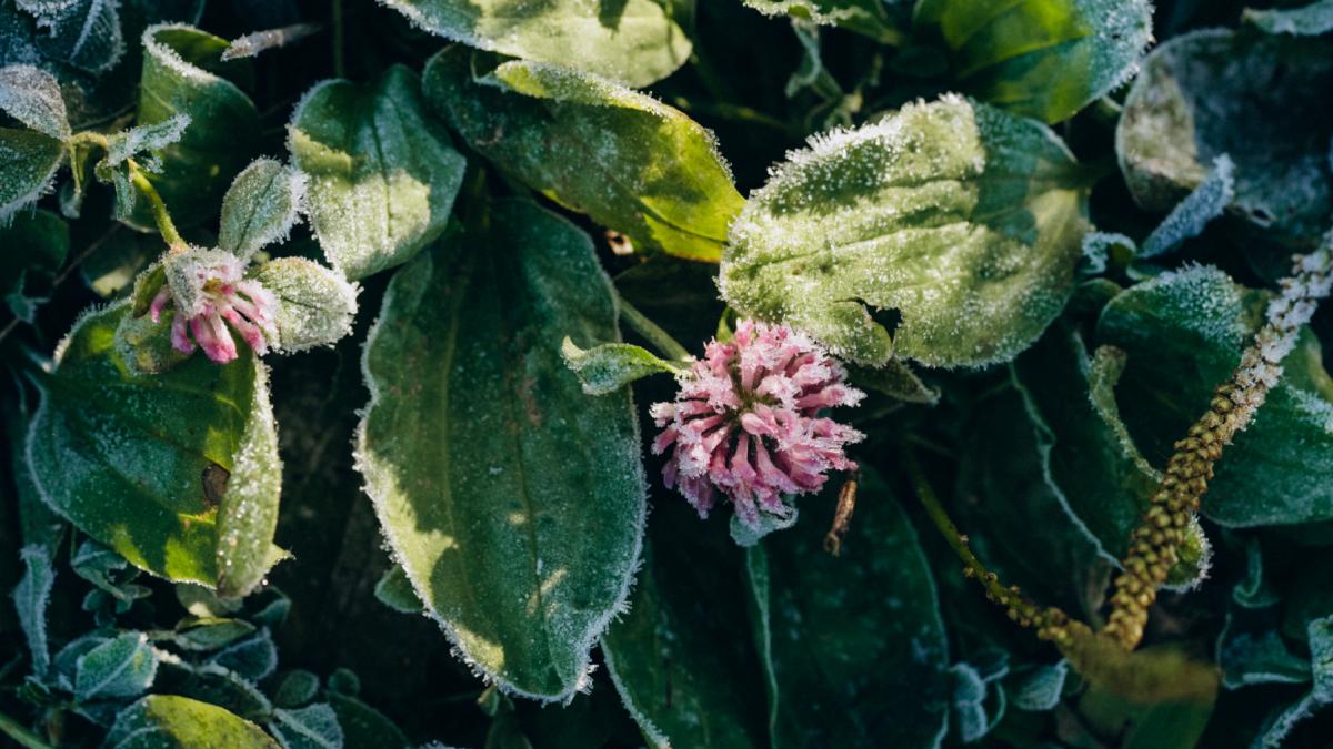 flori bruma primavara