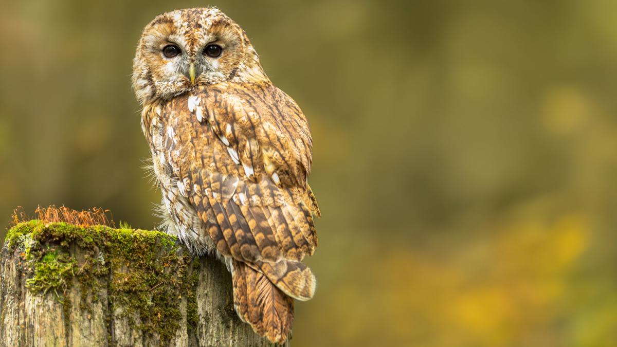 bufnita huhurez mic strix aluco