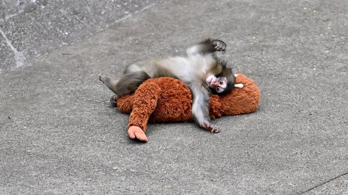 Maimuțica Punch nu mai este singură și tristă: A început să își facă prieteni. „Mai folosește plușul doar când merge la culcare”