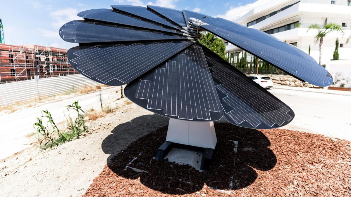 panourile solare care infloresc in fiecare dimineata si urmaresc soarele pe tot parcursul zilei