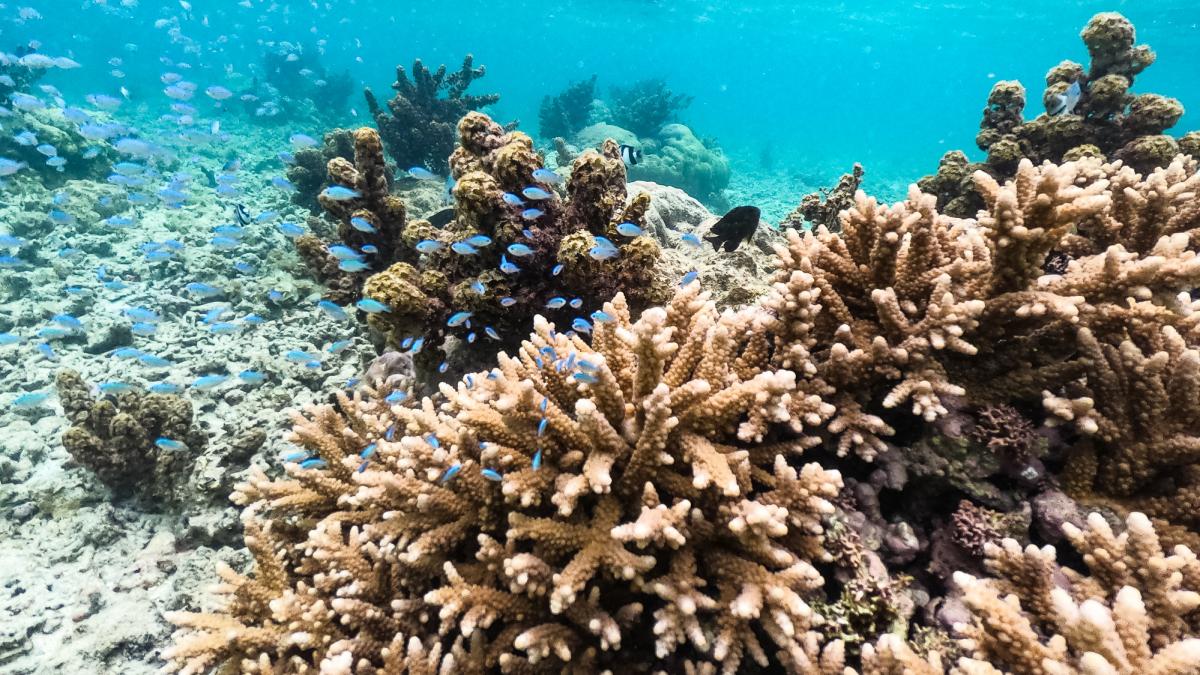 un cuplu de italieni risca o amenda uriasa dupa ce s au intors din mauritius cu 8 corali protejati ascunsi in valiza