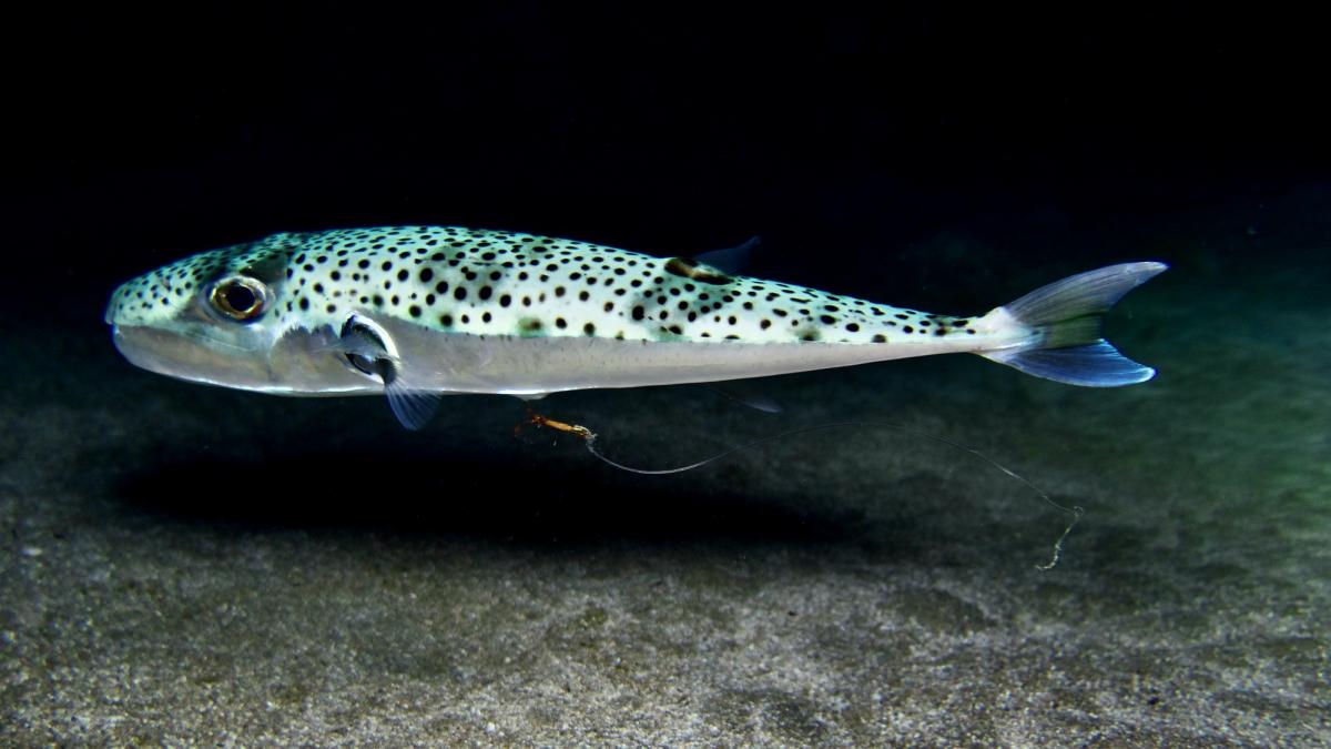 poza in care apare un peşte balon cu dungi argintii, o specie rar întâlnită în Marea Adriatică,