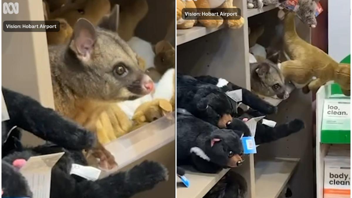 oposum printre jucarii