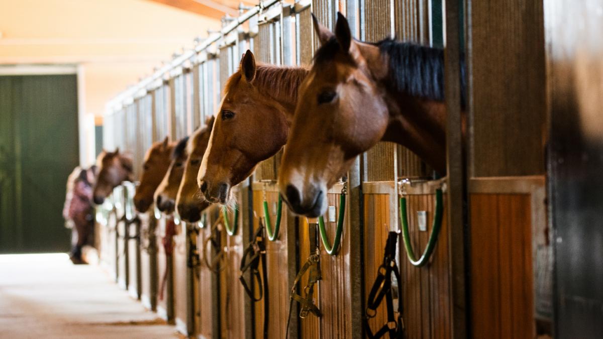 147 de cai de curse care valoreaza 100 de milioane de euro au fost salvati din zona de razboi in qatar dupa o operatiune de amploare