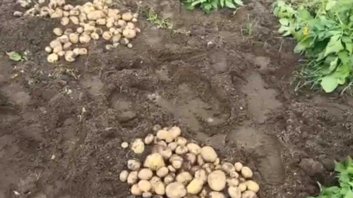 poza cu doua gramezi de cartofi noi romanesti-pret-dublu-ferma-taraba 