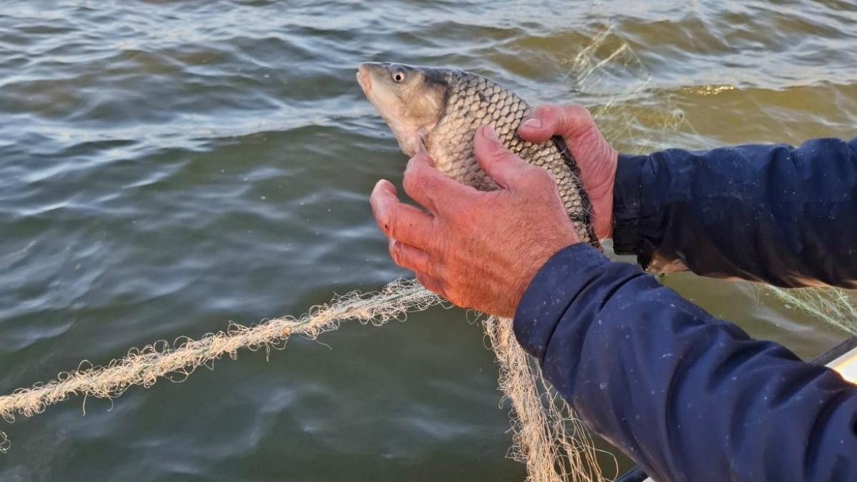 in delta a inceput perioada in care pescuitul la salau si biban este interzis
