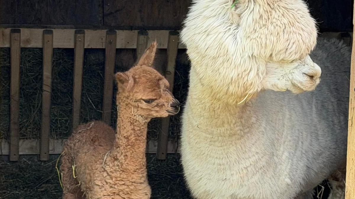imagini cu puiul de alpaca nascut in valea ciutelor din parcul romanescu olguta vasilescu va fi scos printre celelalte animalute