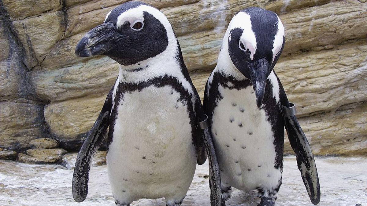 doi pinguini africani